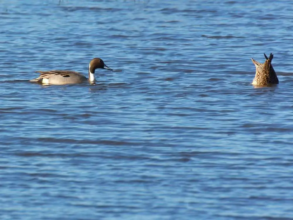 Ducks in Yolo Lake