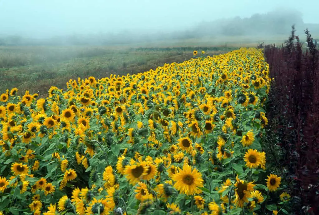 Mendocino County California sunflowers