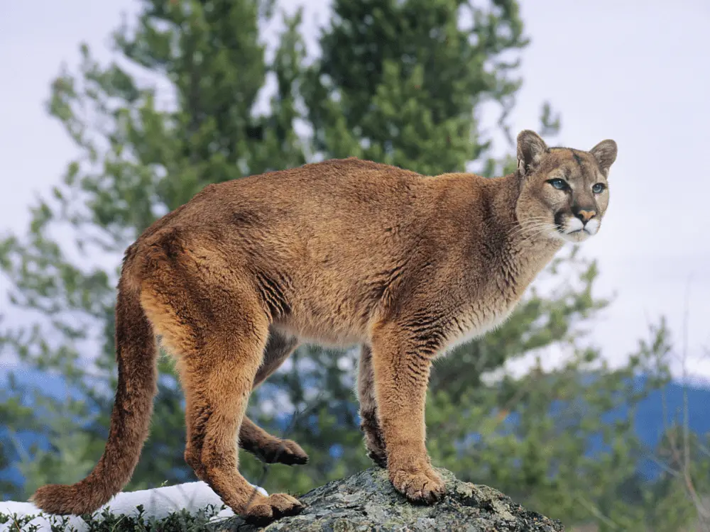 Mountain Lion standing on rock