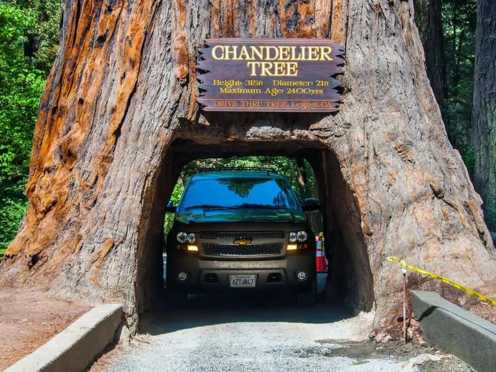 Redwood National Park Driving through a tree in the forest