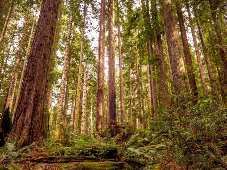 Redwood National Park Forest View