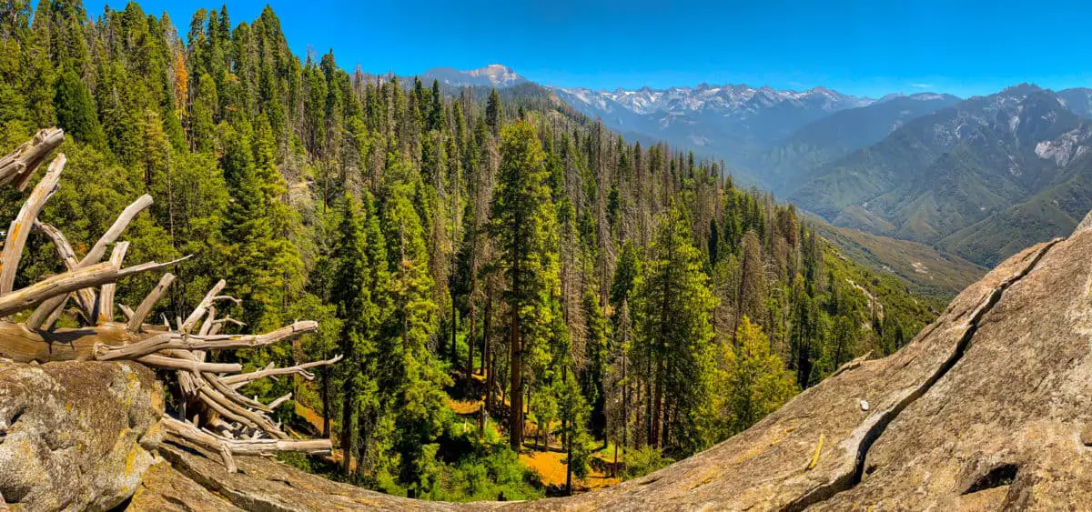 Sequoia National Park In California - California View