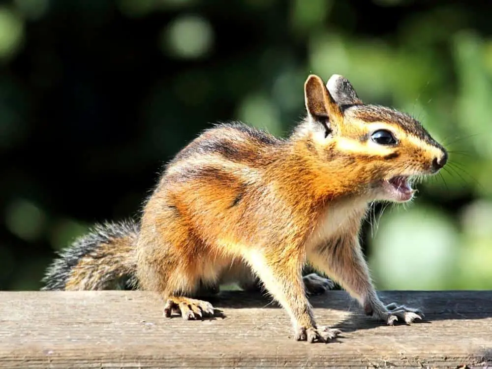 Siskiyou Chipmunk