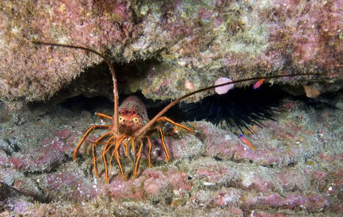 Spiny Lobster Panulirus interruptus. - California Places, Travel, and News.