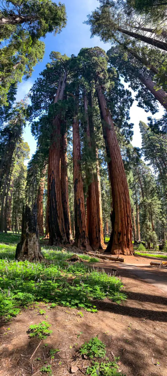 Trees To The Sky In Sequoia National Park In California. - California View