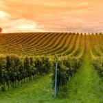 Viticulture Tourism vineyard