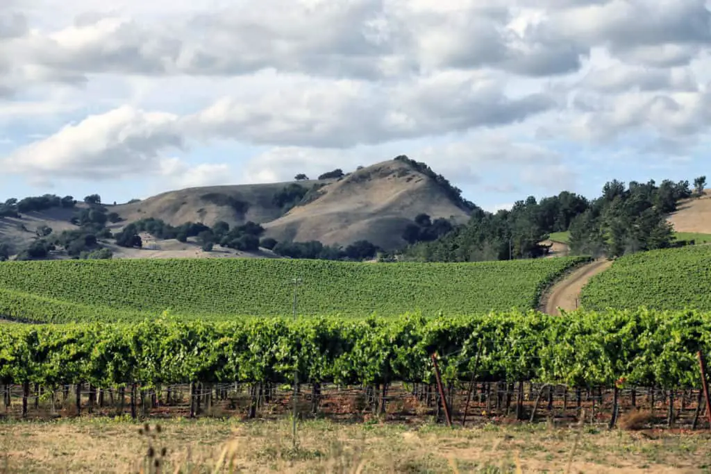 Winery Napa California