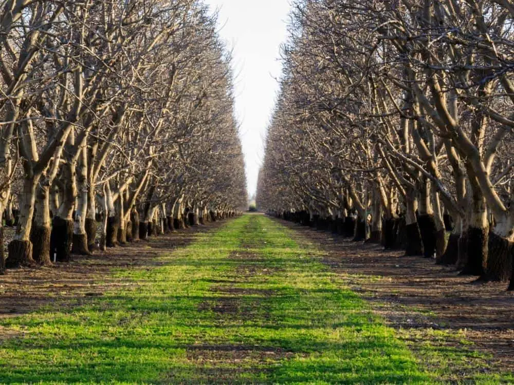 Yolo County Fruit Orchard