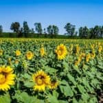 Yolo County Sunflowers