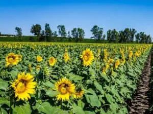 Yolo County Sunflowers