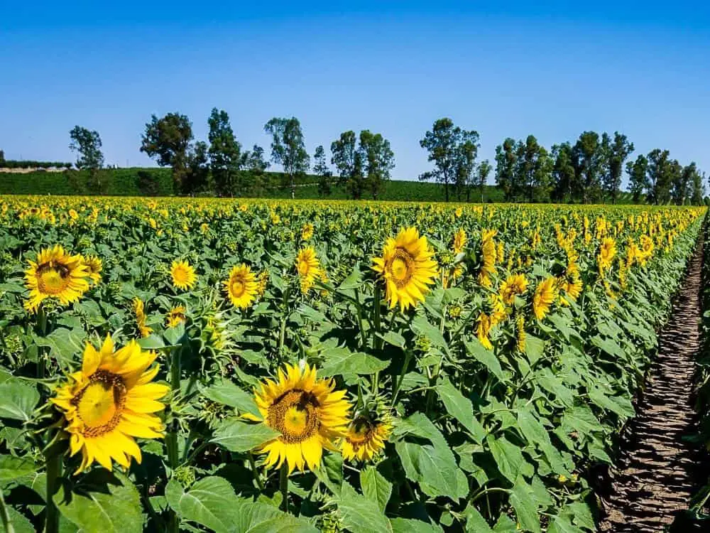 Yolo County Sunflowers