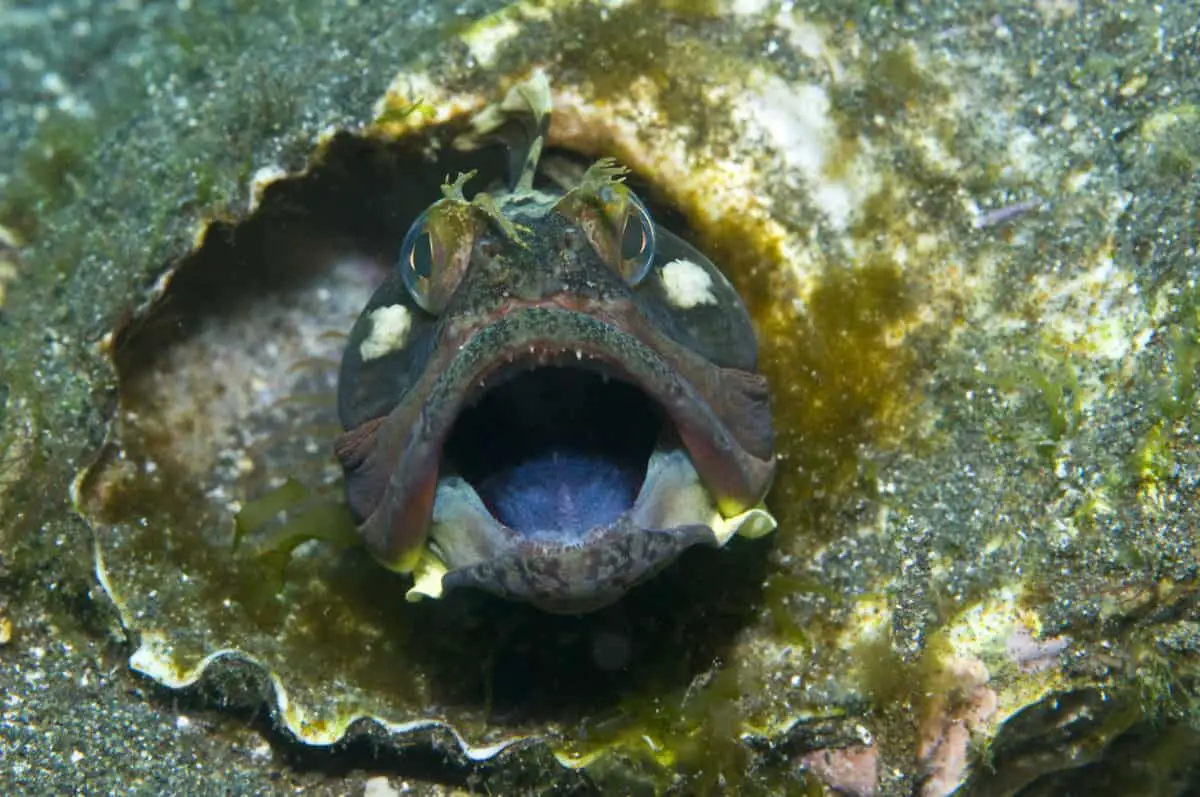 sarcastic fringehead Neoclinus blanchardi off Channel Islands. - California Places, Travel, and News.