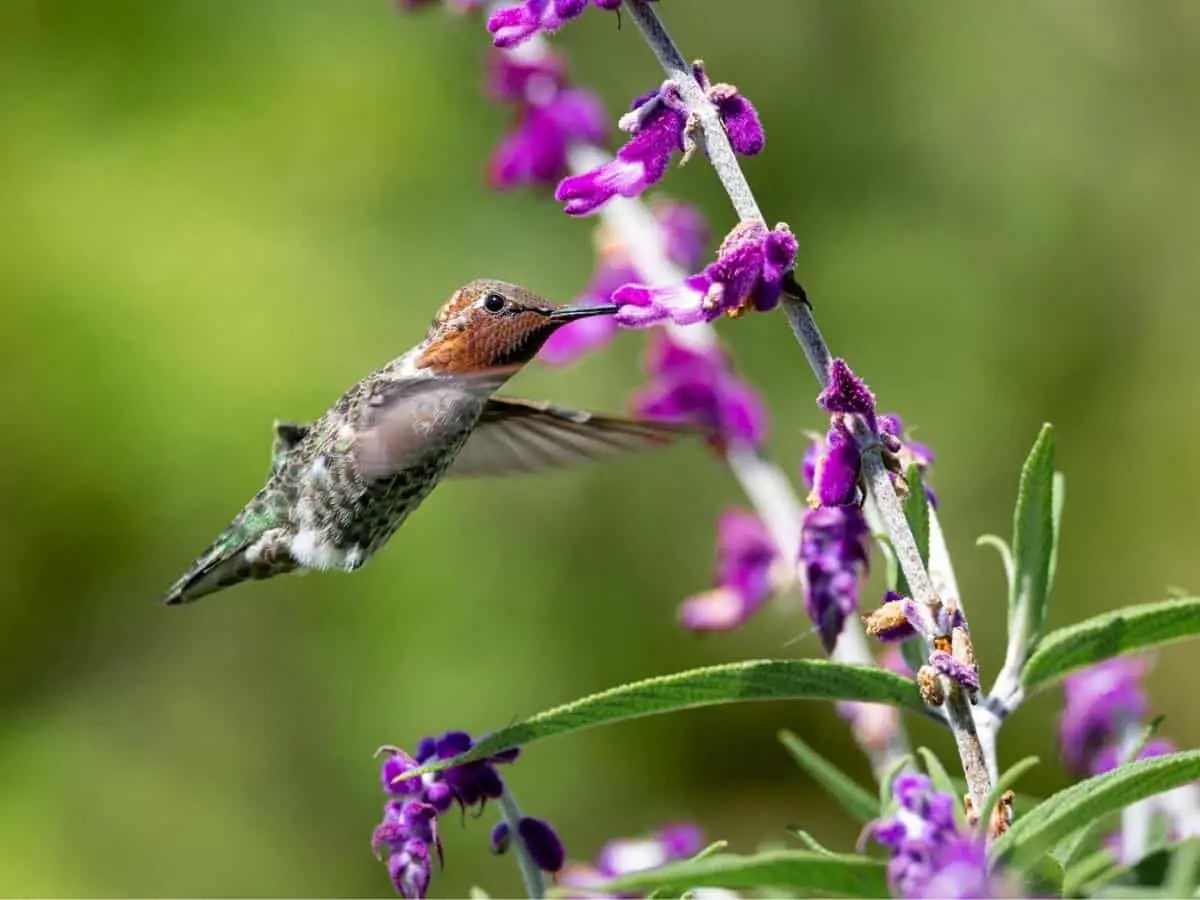 Annas Hummingbird In Flight With Purple Flowers - California View
