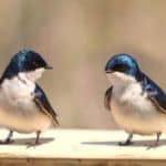 Blue Tree Swallow Bird San Joaquin County California - California View