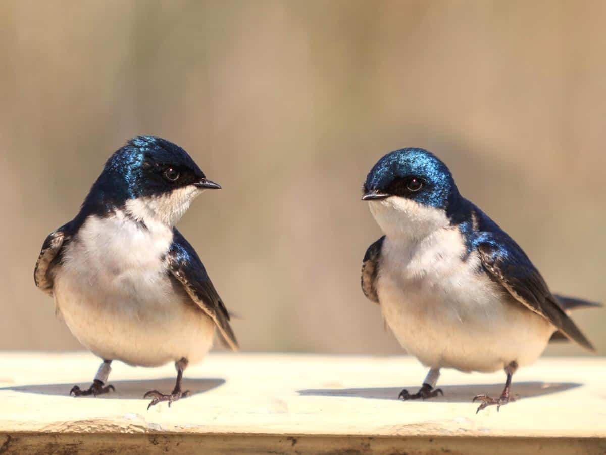 Blue Tree swallow bird San Joaquin County California - California Places, Travel, and News.