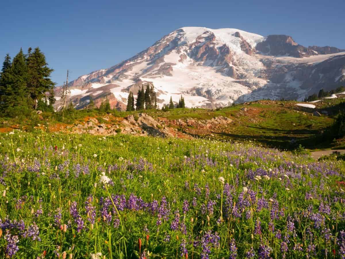 Cascade Range Rainier National Park Mountain Paradise Meadow Wildflowers - California Places, Travel, and News.