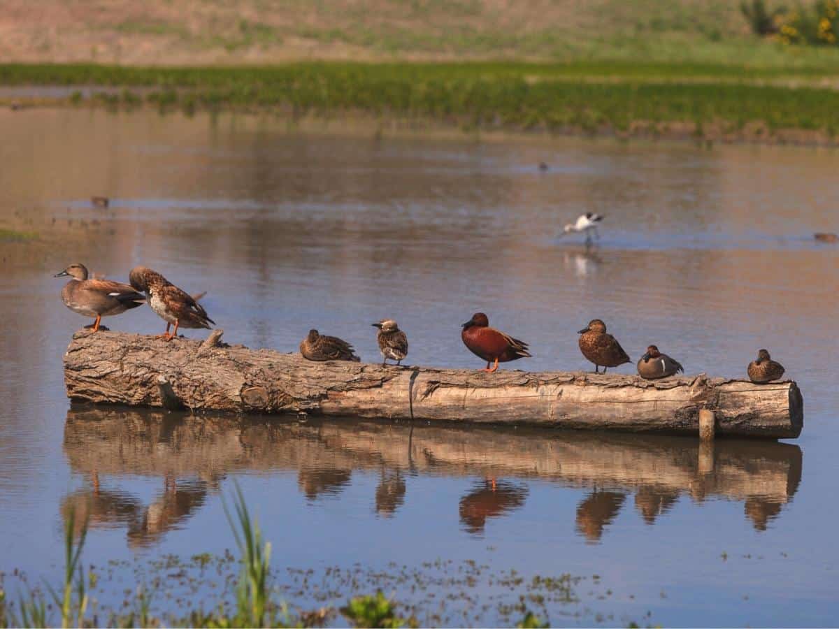 Cinnamon teal duck Anas cyanoptera at the San Joaquin bird wildlife reserve marsh in Irvine California United States. - California Places, Travel, and News.