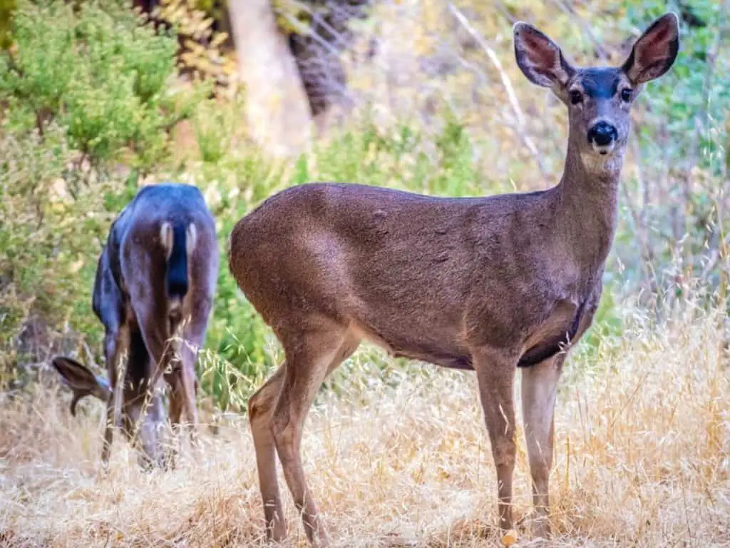 Portrait of a wild Mule Deer in the forest of San Benito Country California - California Places, Travel, and News.