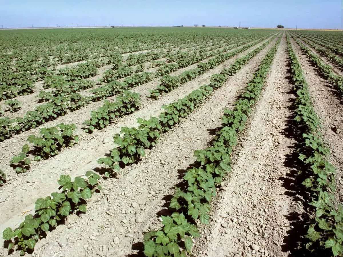 Rows of young cotton plants in the San Joaquin Valley in California USA - California Places, Travel, and News.