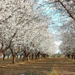 Almond orchard Blossom Trail Fresno California. - California Places, Travel, and News.