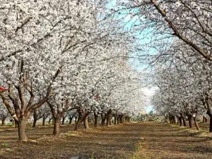 Almond Orchard Blossom Trail Fresno California. - California View