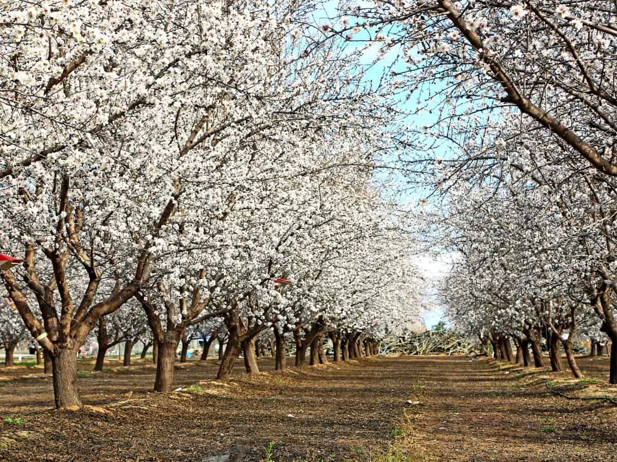 Almond orchard Blossom Trail Fresno California. - California Places, Travel, and News.