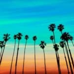 California Sunset Palm Tree Rows In Santa Barbara - California View
