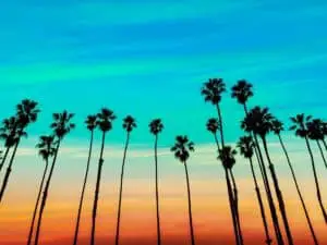California sunset Palm tree rows in Santa Barbara - California Places, Travel, and News.