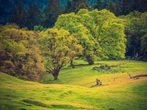 Forest Edge. North California Mendocino Glenn County National Forest Landscape. - California Places, Travel, and News.