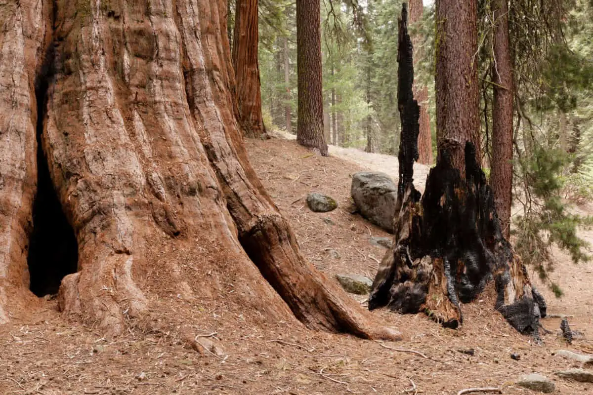 General Grant Grove Is A Section Of Kings Canyon National Park. 2 - California View