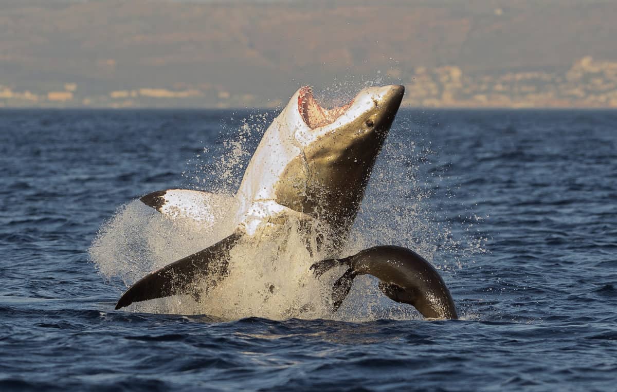 Great White Shark breaching California View - California Places, Travel, and News.