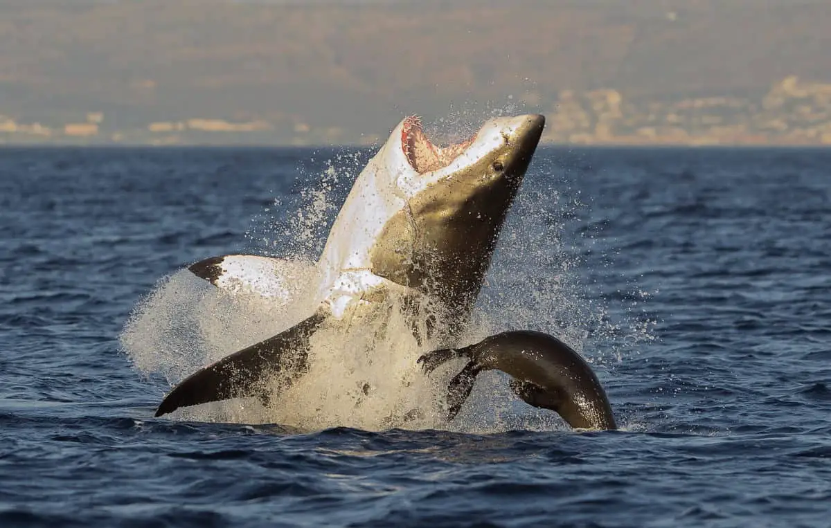 Great White Shark breaching California View - California Places, Travel, and News.