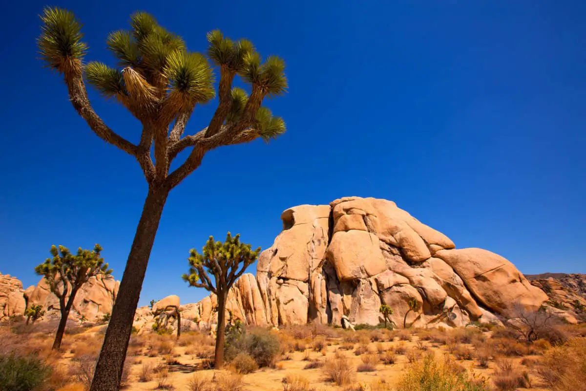 Joshua Tree National Park Yucca Valley In Mohave Desert California - California View