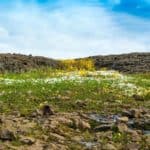 Landscape at North Table Mountain Ecological Preserve Oroville California USA on a sunny spring day featuring lfeaturing yellow and white wildlfowers and volcanic rock. - California Places, Travel, and News.