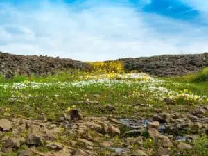 Landscape At North Table Mountain Ecological Preserve Oroville California Usa On A Sunny Spring Day Featuring Lfeaturing Yellow And White Wildlfowers And Volcanic Rock. - California View