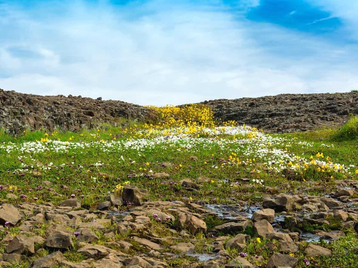 Landscape at North Table Mountain Ecological Preserve Oroville California USA on a sunny spring day featuring lfeaturing yellow and white wildlfowers and volcanic rock. - California Places, Travel, and News.