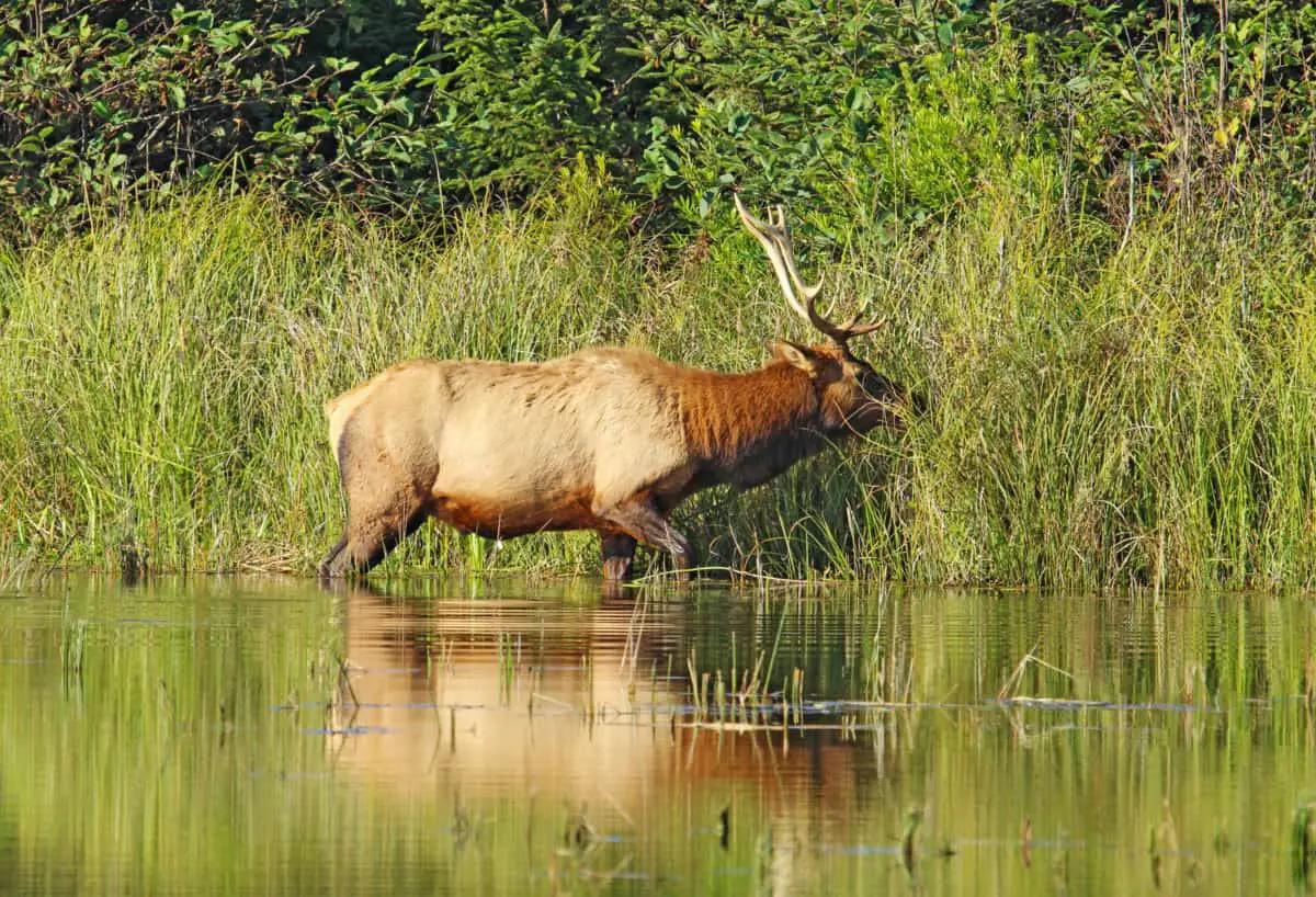 Male Or Bull Roosevelt Elk Cervus Canadensis Roosevelti Browsing On Grasses On The Edge Of A Pond Near Fern Canyon In Prairie Creek Redwoods State Park California. - California View