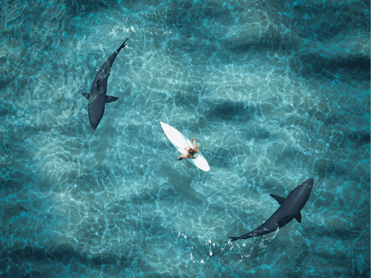 Surfer surrounded by two sharks California View - California Places, Travel, and News.