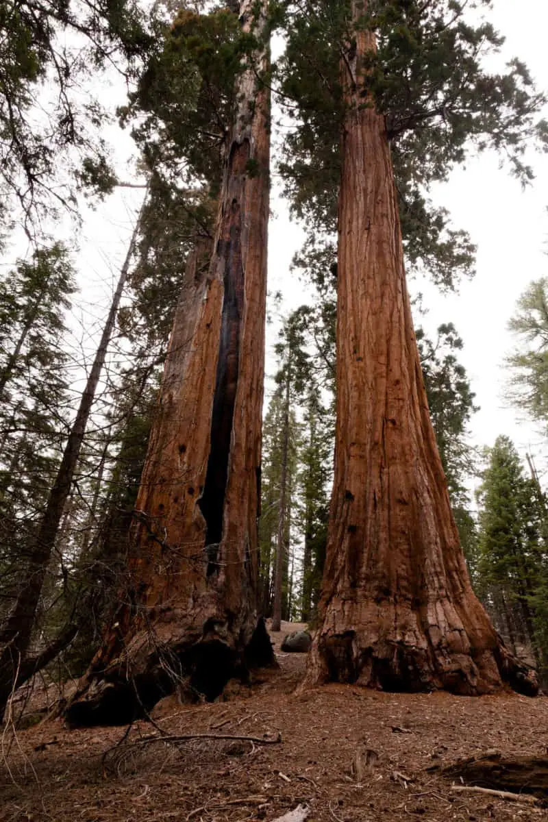 Two Gfiant Trees In General Grant Grove Section Of Kings Canyon National Park. - California View