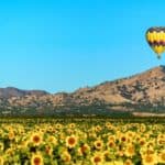 Yolo County Hot air balloon above sunflower field and hot air baloon. - California Places, Travel, and News.