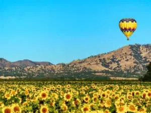 Yolo County Hot air balloon above sunflower field and hot air baloon. - California Places, Travel, and News.