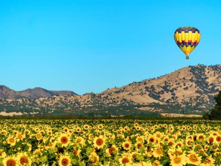 Yolo County Hot air balloon above sunflower field and hot air baloon. - California Places, Travel, and News.