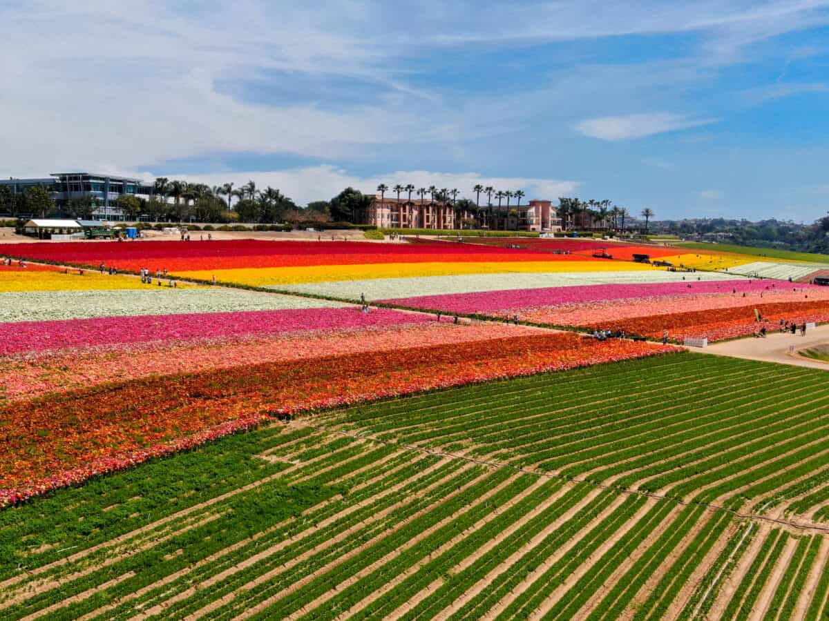 Aerial view of Carlsbad Flower Fields. tourist can enjoy hillsides of colorful Giant Ranunculus flowers during the annual bloom that runs March through mid May. Carlsbad California USA. - California Places, Travel, and News.