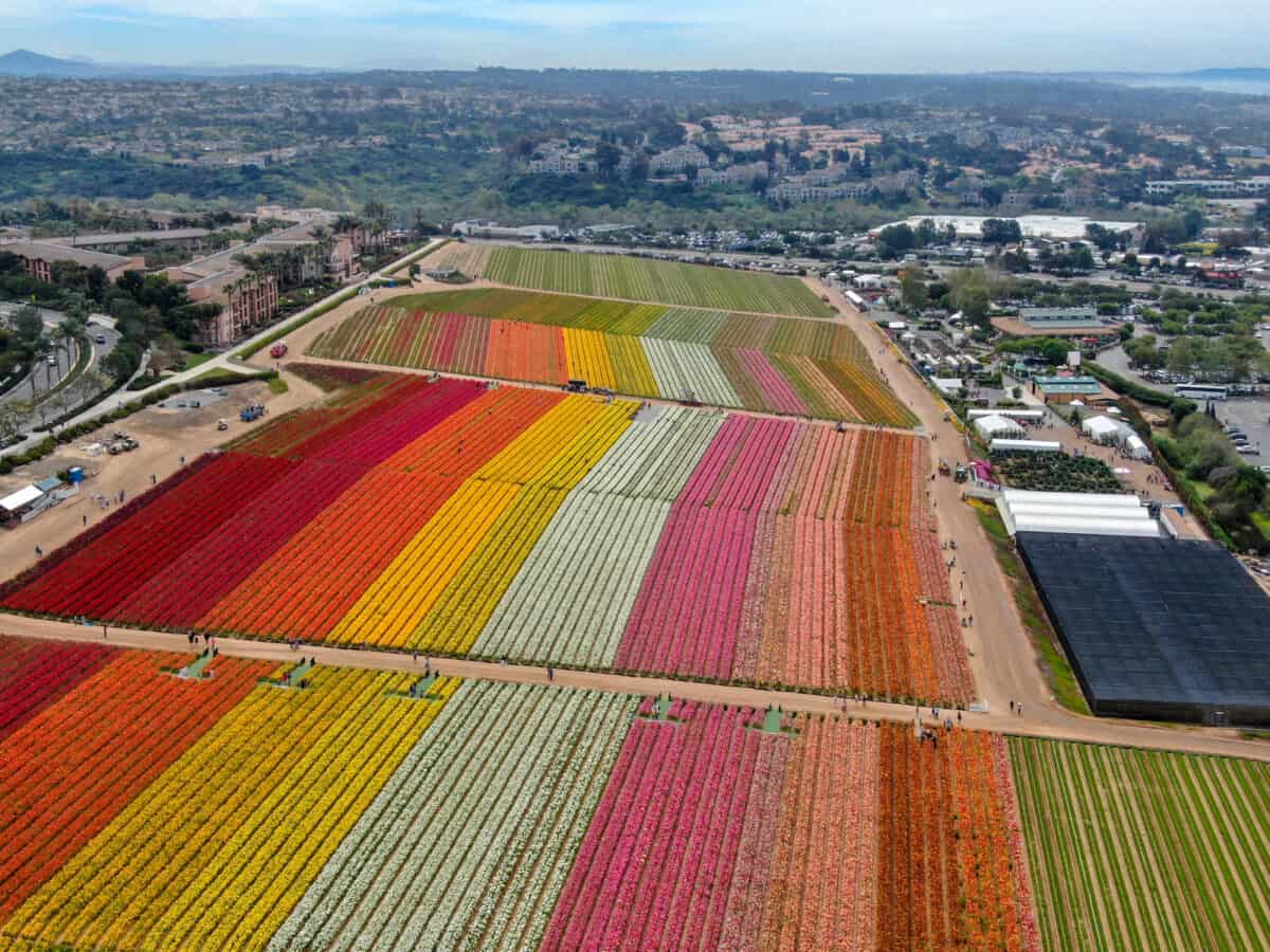 Aerial view of Carlsbad Flower Fields. tourist can enjoy hillsides of colorful Giant Ranunculus flowers during the annual bloom that runs March through mid May. Carlsbad California USA. 2 - California Places, Travel, and News.