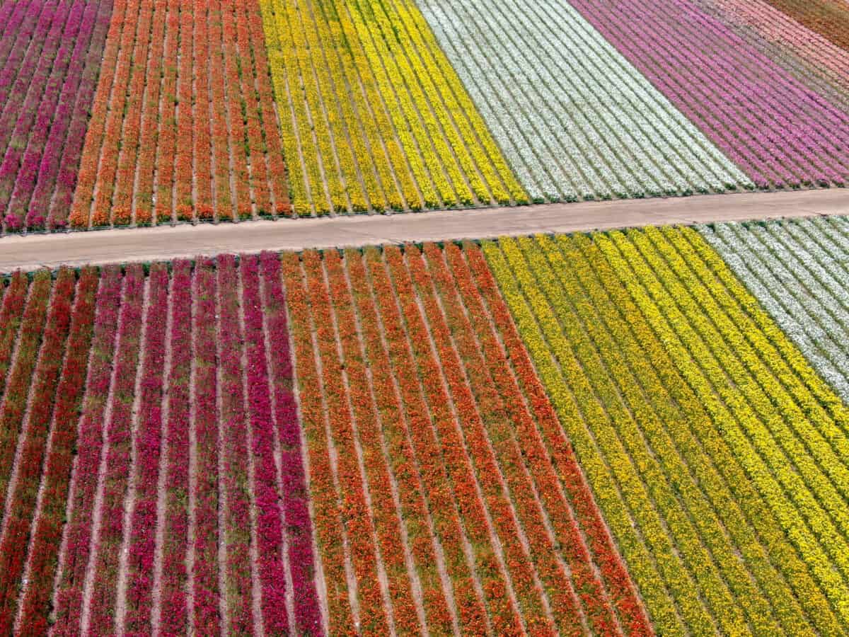 Aerial view of Carlsbad Flower Fields. tourist can enjoy hillsides of colorful Giant Ranunculus flowers during the annual bloom that runs March through mid May. Carlsbad California USA. 3 - California Places, Travel, and News.