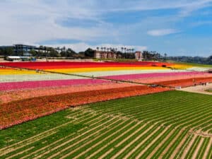 Carlsbad Flower Fields (Beautiful Scenes) - 2025