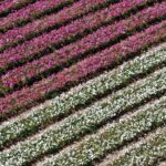 Aerial view of Carlsbad Flower Fields. tourist can enjoy hillsides of colorful Giant Ranunculus flowers during the annual bloom that runs March through mid May. Carlsbad California USA. 4 - California Places, Travel, and News.