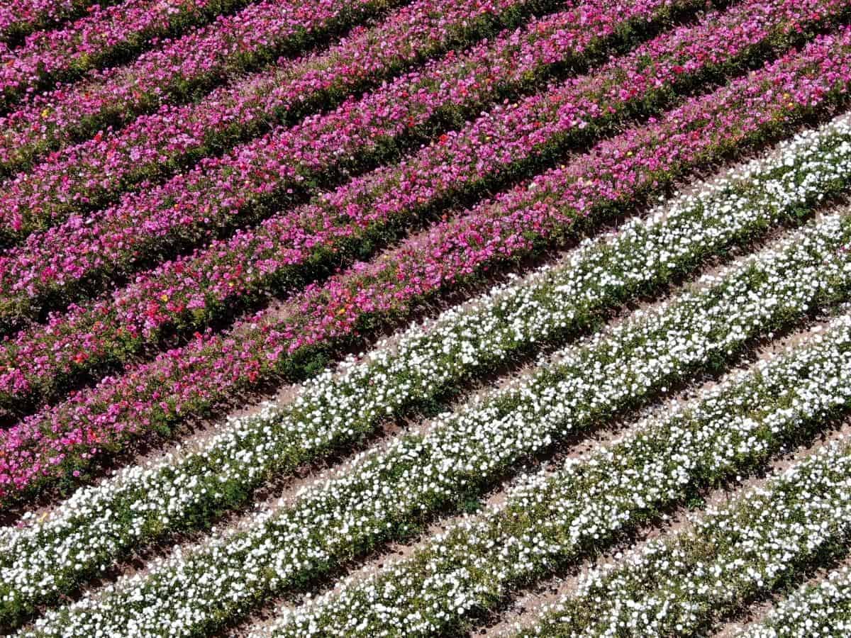 Aerial View Of Carlsbad Flower Fields. Tourist Can Enjoy Hillsides Of Colorful Giant Ranunculus Flowers During The Annual Bloom That Runs March Through Mid May. Carlsbad California Usa. 4 - California View