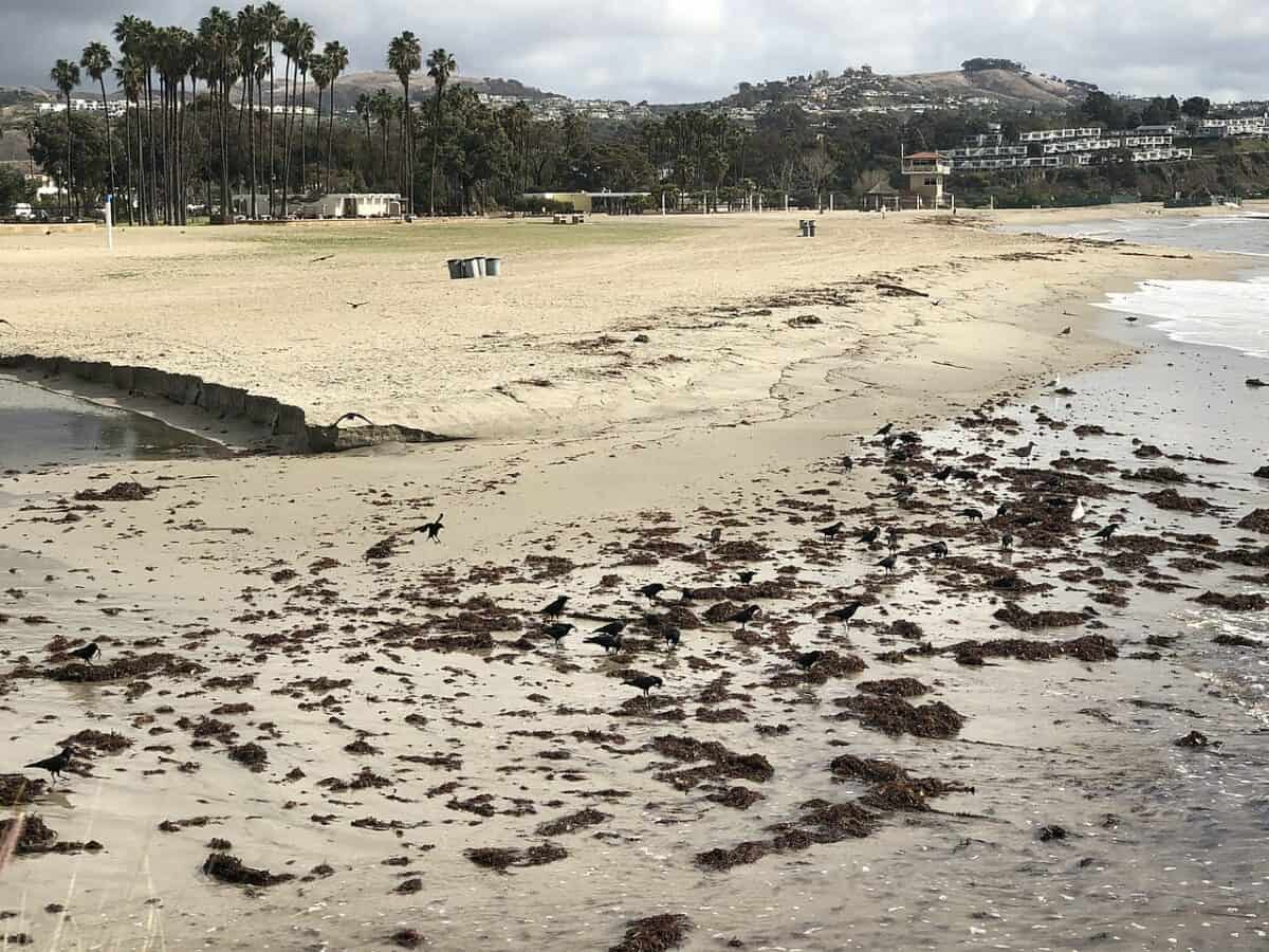 Birds picking at seaweed at Doheny State Beach in Dana Point California. - California Places, Travel, and News.