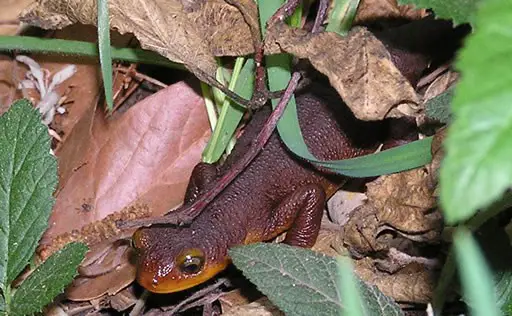 California Newt Taricha torosa near Trabuco Canyon in the Santa Ana Mountains Southern California. - California Places, Travel, and News.